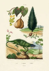 European Yew